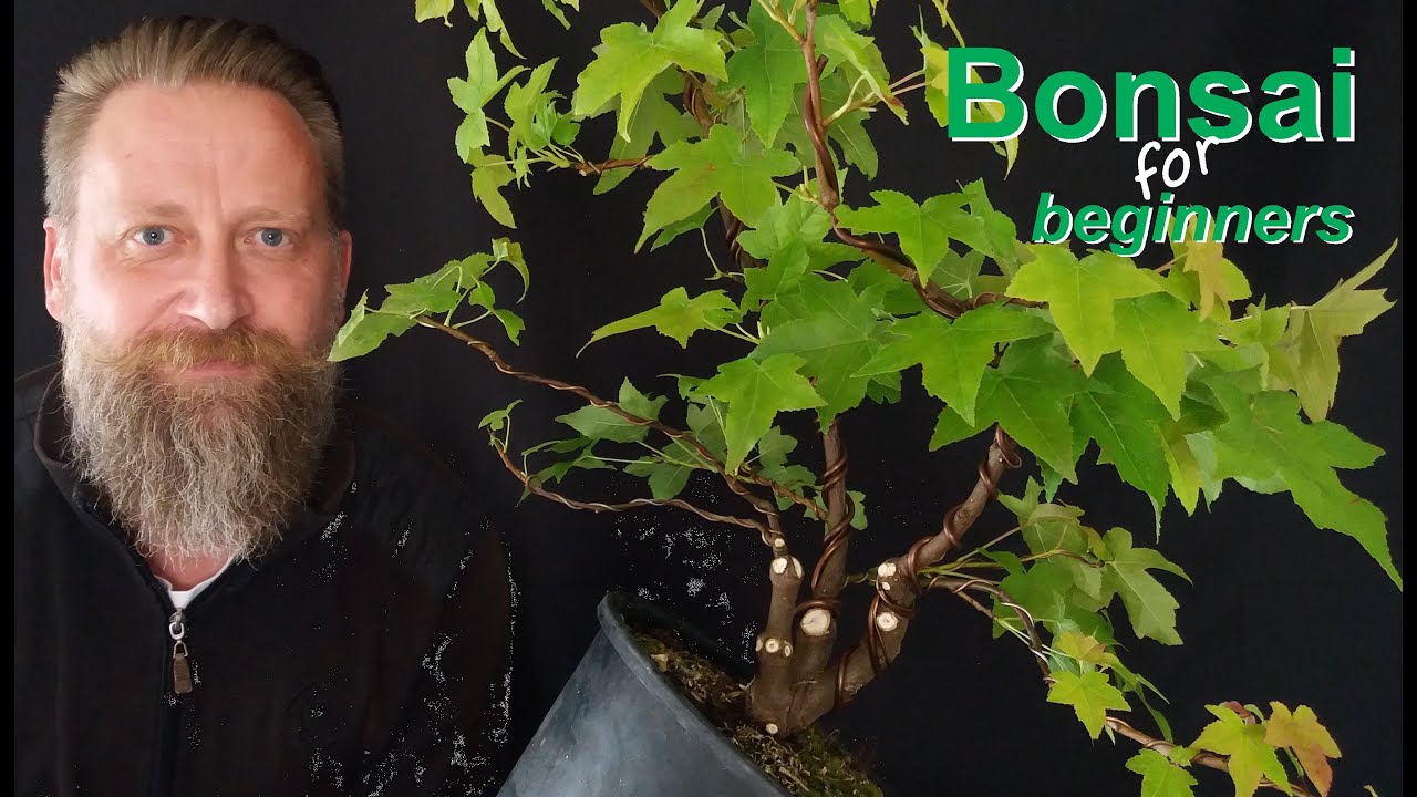 Wie gestaltet man einen Bonsai: Grundform 