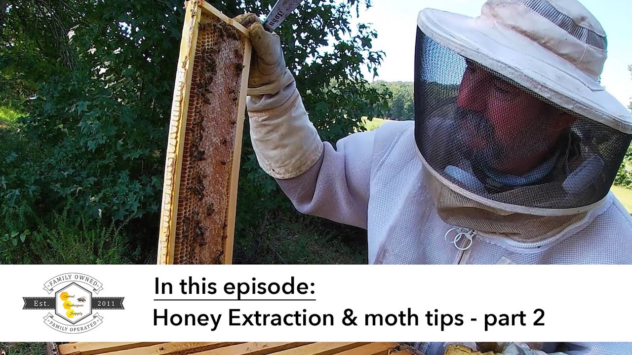 🐝 Hive Inspection  - What to do with beetles and moths (part 2 of Honey Extraction series)
