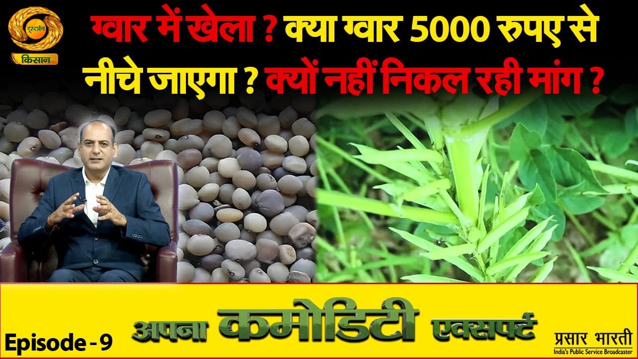 ग्वार में खेला? क्या ग्वार 5000 रुपए से नीचे जाएगा? क्यों नहीं निकल रही मांग? |Apna CommodityExpert|