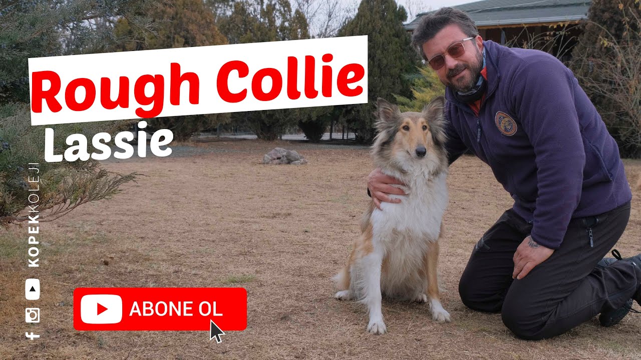 Köpek Irkları - Rough Collie (Lassie)