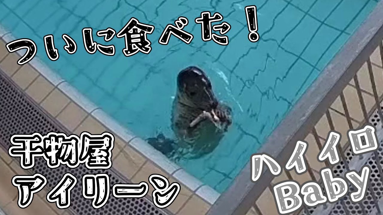 ついに食べた！アイリーンの干物屋さん閉店?! 【アザラシ幼稚園】