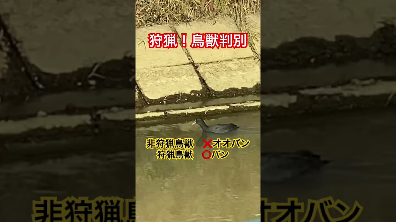 狩猟！鳥獣判別　非狩猟鳥獣オオバン