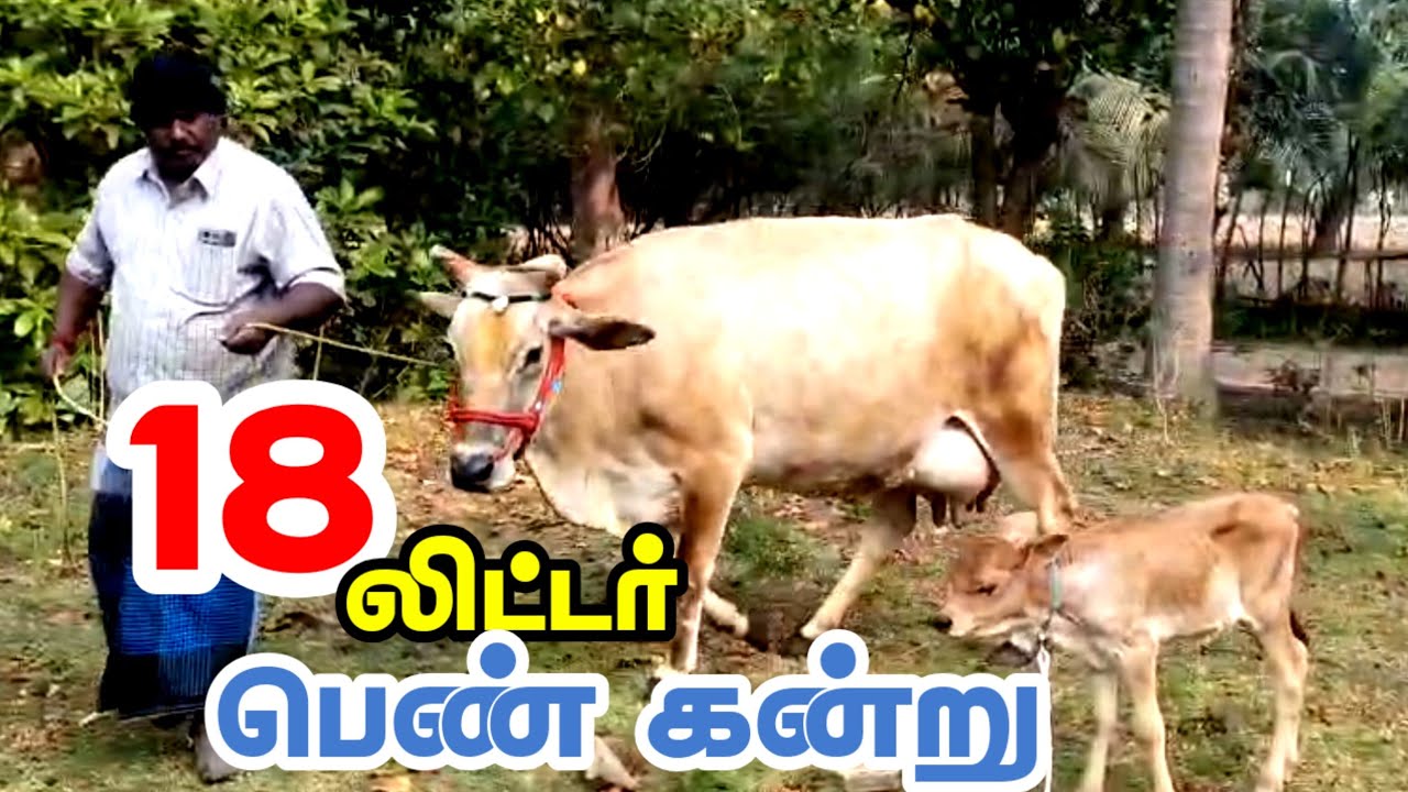 கிடாரி கன்று,15,18லிட்டர் கறவை திறன் கொண்ட ஜெர்சி கன்று மாடு விற்பனைக்கு வந்துள்ளது #Jersey #cattle 