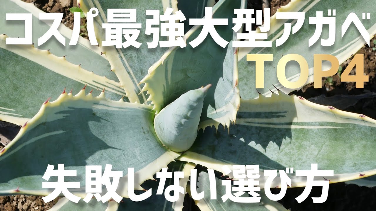 アガベ地植え民必見！コスパ最強大型アガベランキング！