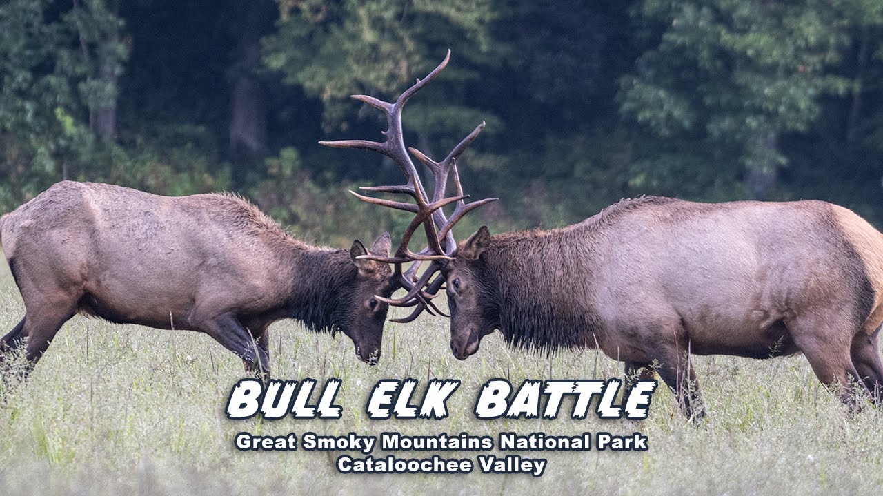 Bull Elk Battle In the Great Smoky Mountains National Park Cataloochee Valley