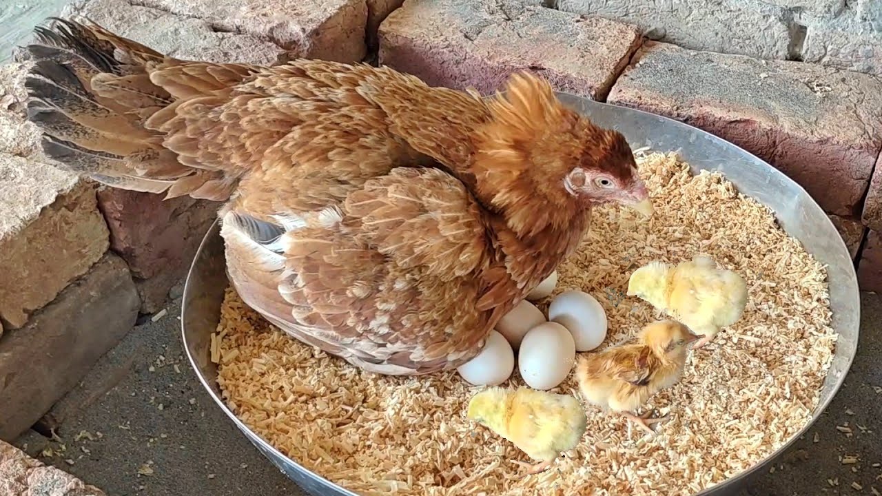 Chicken Hatched Chicks Just Age of 7 Months