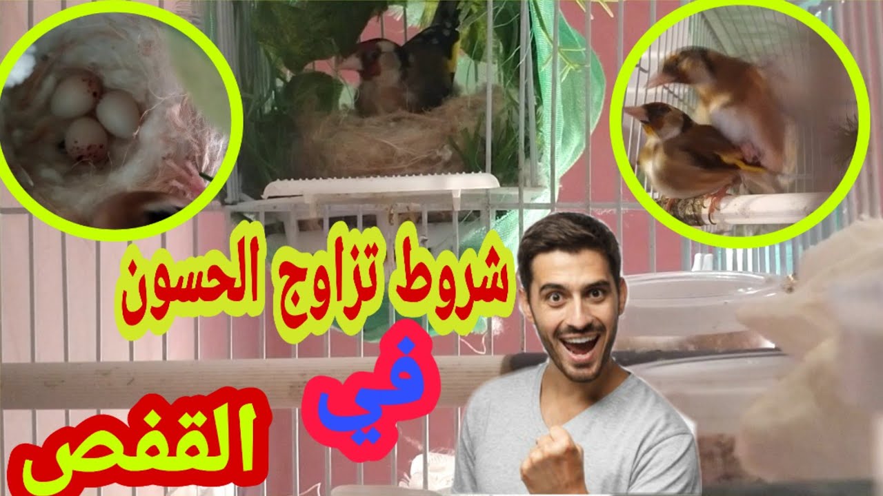 أهم الشروط لتزاوج الحسون في القفص 🤔 و كيفية تجهيز الذكر و الأنثى لموسم التزاوج  2023 🔥🔥