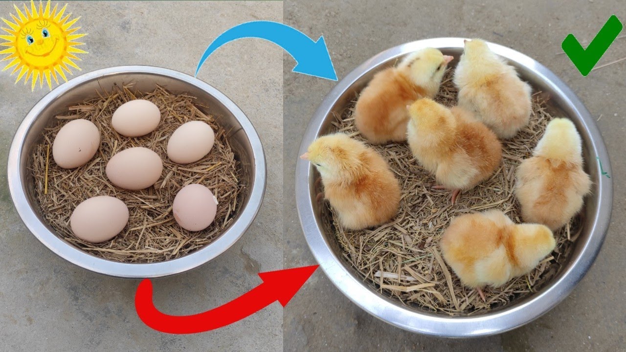 Sunlight incubator real egg hatching 100% // How to hatch chicken egg in sunlight a home