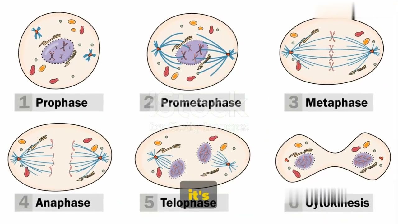 Metaphase Checkpoint: The Guardian of Cell Division