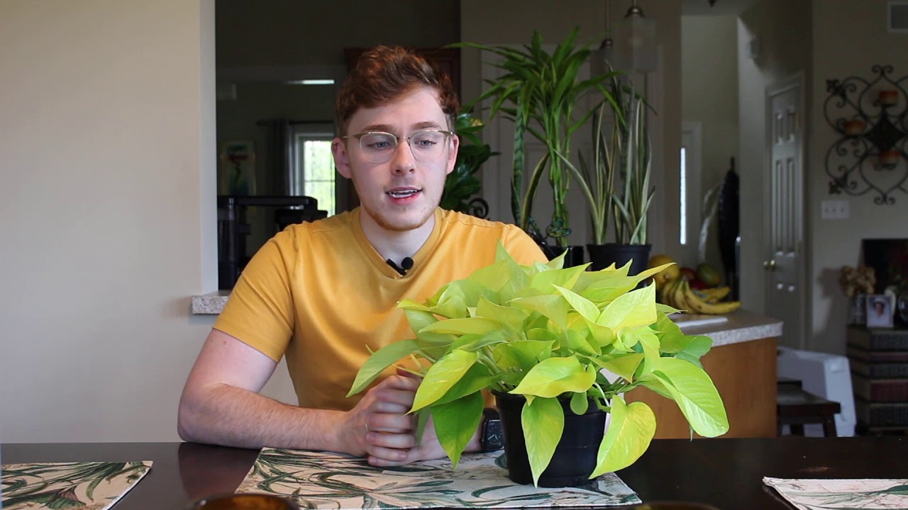 Houseplant Care Guide :: Neon Pothos