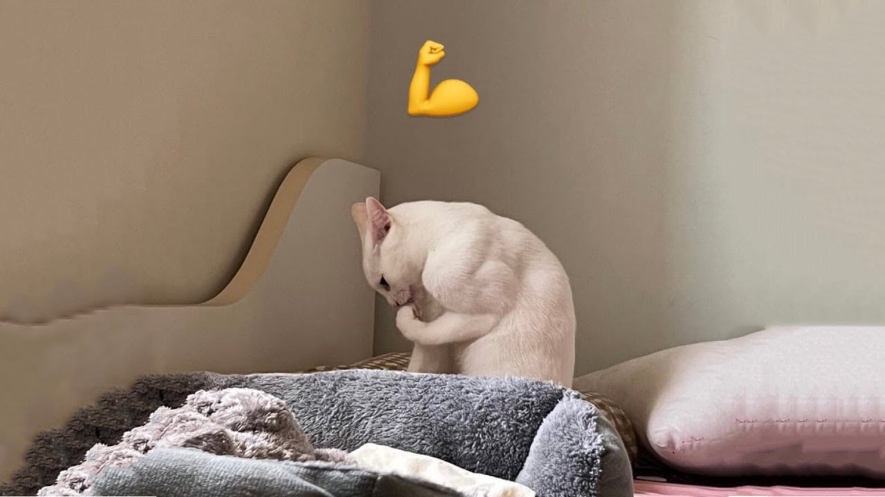 The Funniest Cat Videos 🐱 Try Not To Laugh Part 18