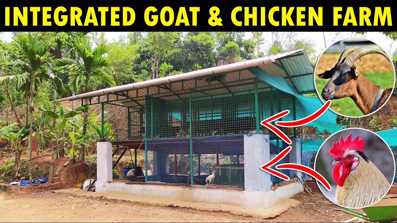 Simple Integrated Goat and Chicken Farm | Amazing Integrated Goat and Poultry Farm Design