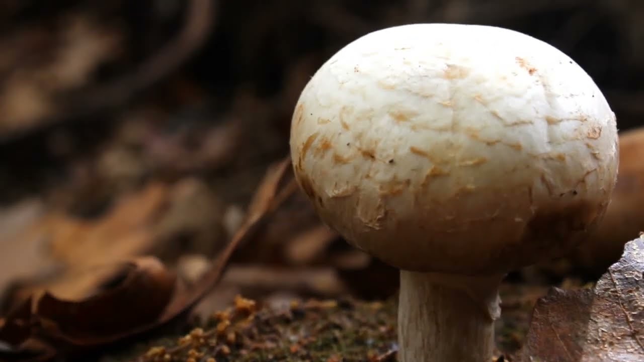 The Life of a Mushroom (School Film)
