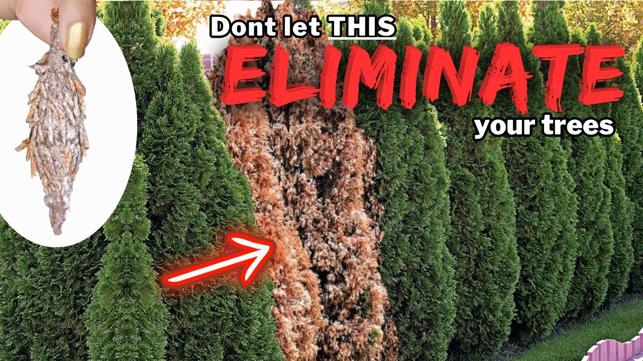 Controlling Bagworms | What is it?? | How to help your trees/shrubs COMBAT these pests!