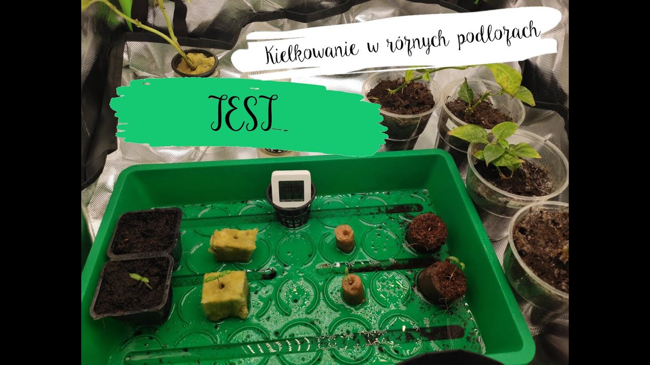 Test: Kiełkowanie w r&oacute;żnych podłożach - ziemia, kokos, wełna mineralna i SubCel - MarsHydro TS1000