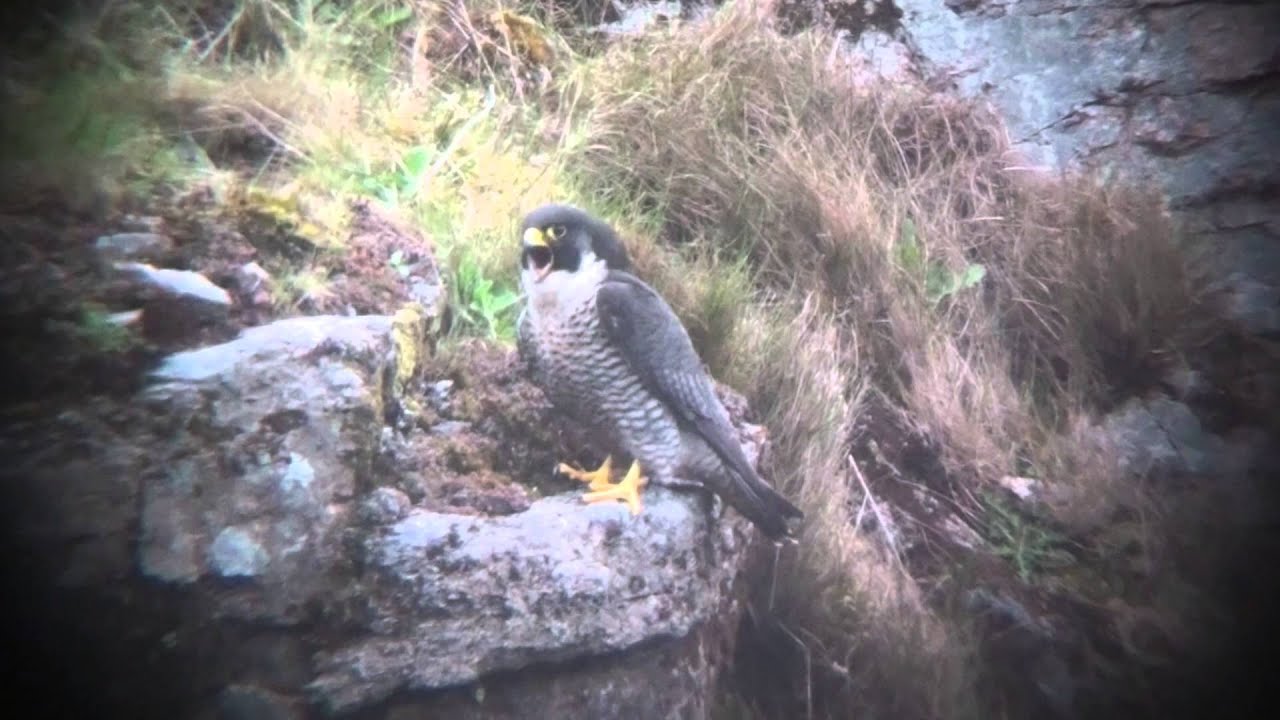 Casting a pellet
