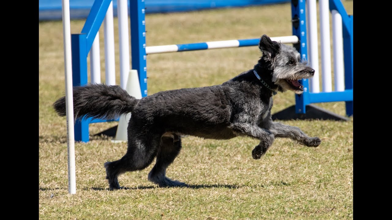 Dogs Australia Agility Nationals 2024 - Teams