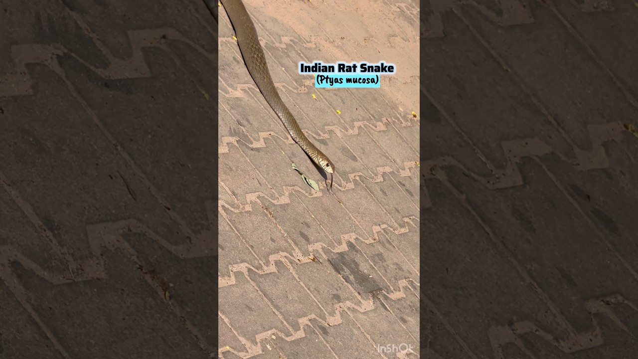 Indian Rat Snake Catch #indiansnake#nonvenomoussnake#dhamansnake#diurnalsnake#shortsratsnake#shorts