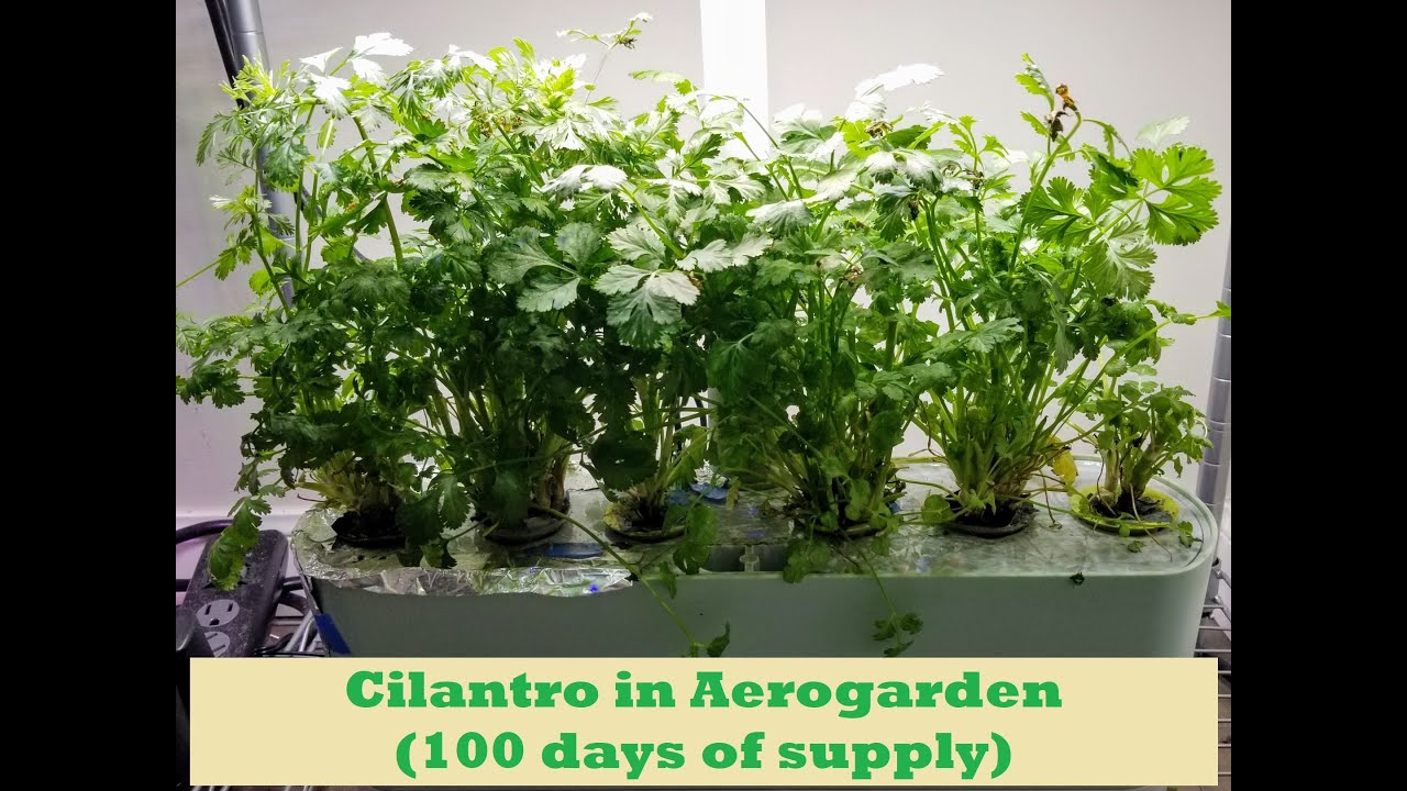 Cilantro in Aerogarden Harvest Hydroponics System [100 Days of supply]
