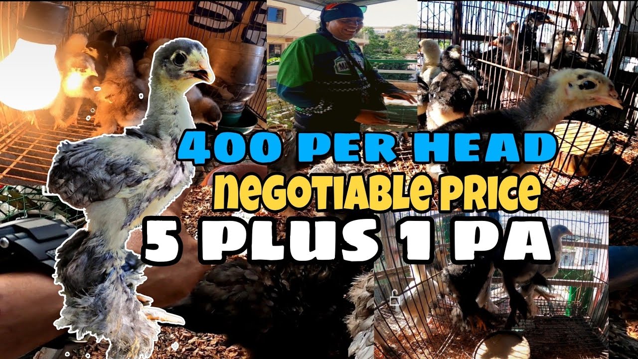 400 per head na brahma negotiable na 5+1pa /murang bentahan ng brahma chicken pure at quality