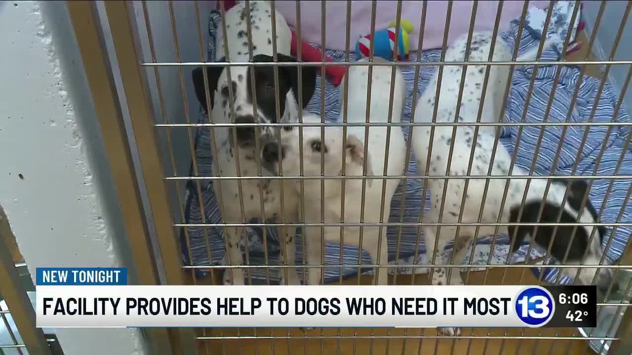 Facility provides help to dogs who need it most