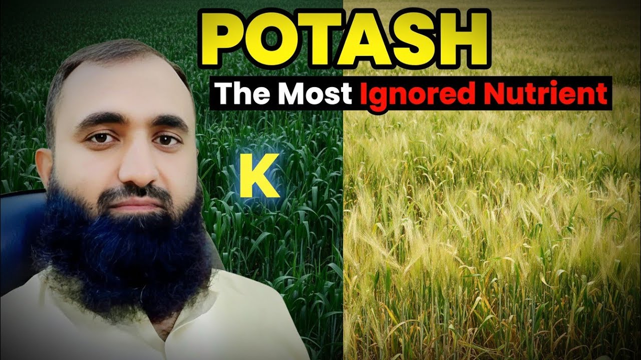 Potash The Most Ignored Nutrient in Farming | Bilal Kanju Official 