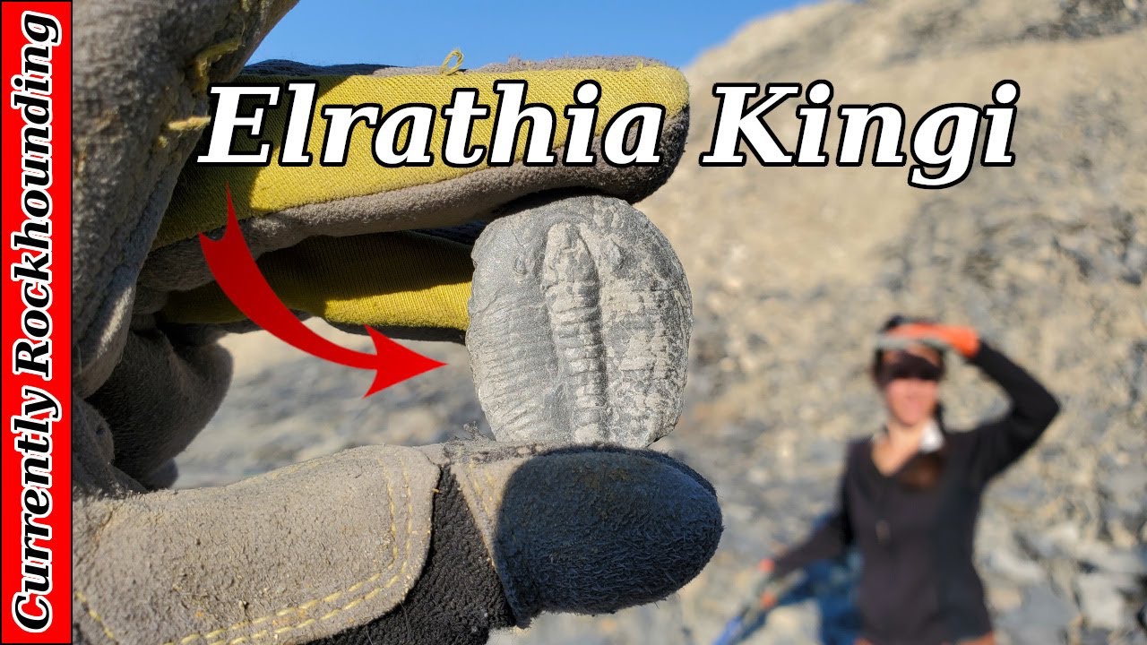 Utah Trilobite Fossils // Visiting the U-Dig Trilobite Fossils Fee Dig