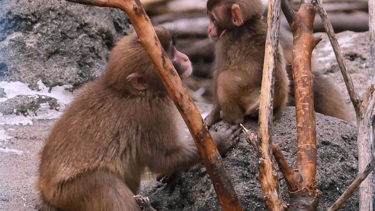 Punch Is Building Secret Alliances With the New Baby Monkeys