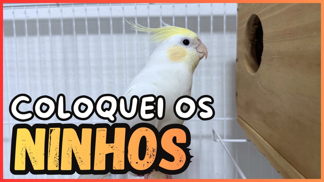COLOQUEI OS NINHOS PARA OS CASAIS DE CALOPSITAS