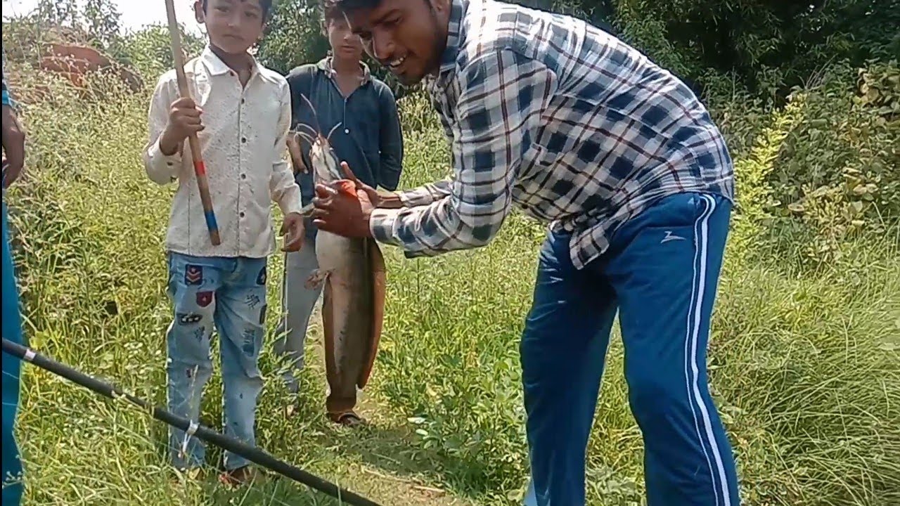 Mangur Fish Hunting Village Fishing Big Catfish Catching Royal Fisher