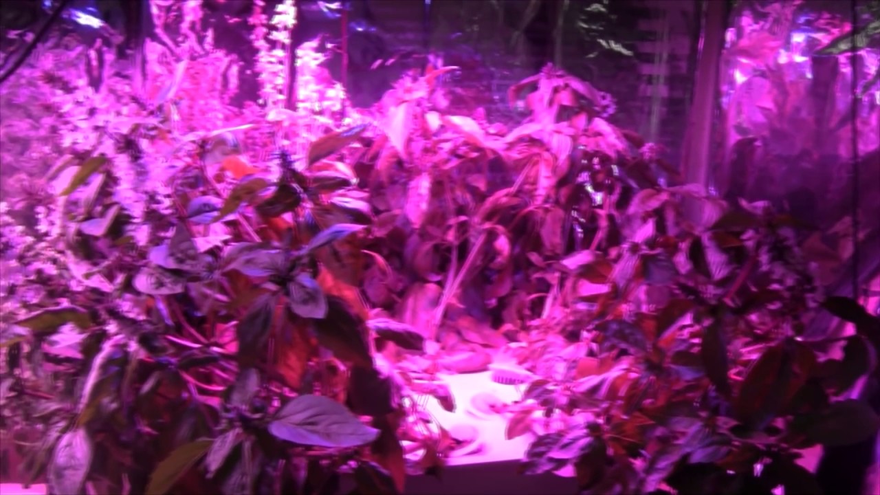 Testing The ACKE 24watt LED Grow Light For Cloning And Ripening Tomatoes