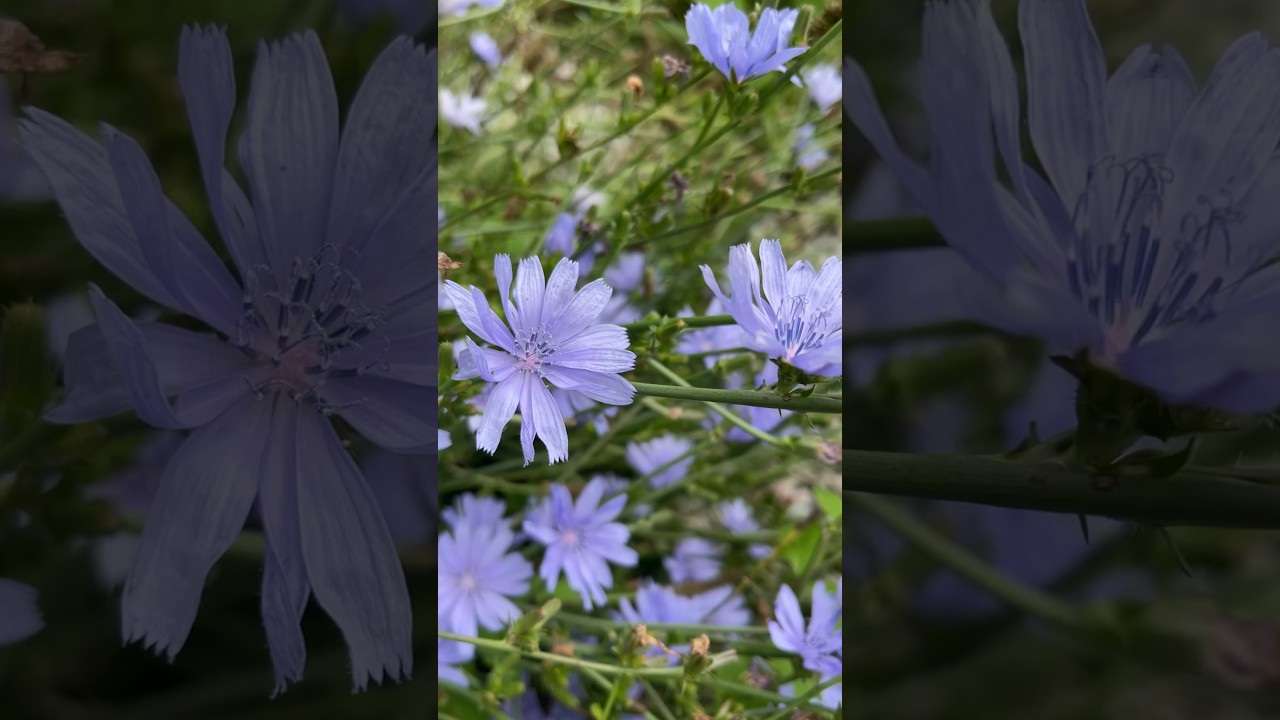 Wild Chicory.  Edible leaves, flowers, and root.  Dig, chop, roast, grind the root like coffee!