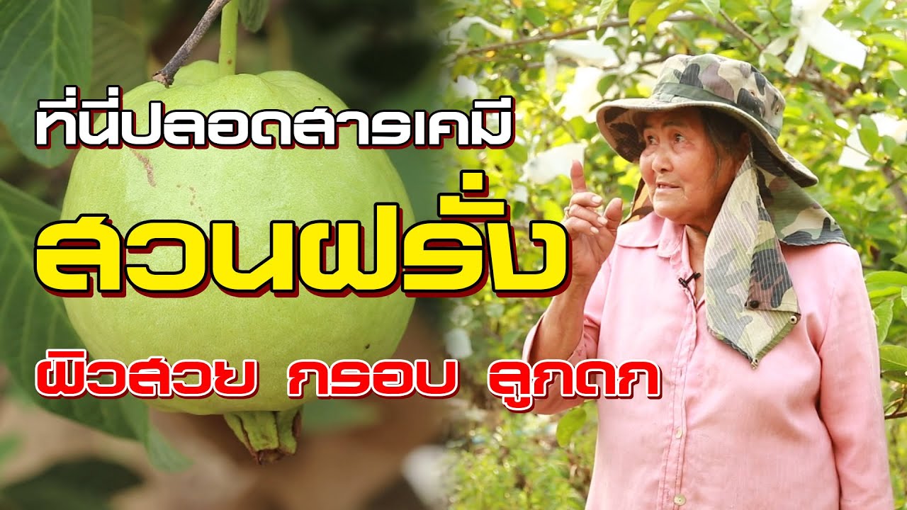ฝรั่งปลอดสาร โรคแมลงน้อย ไม่ง้อเคมี