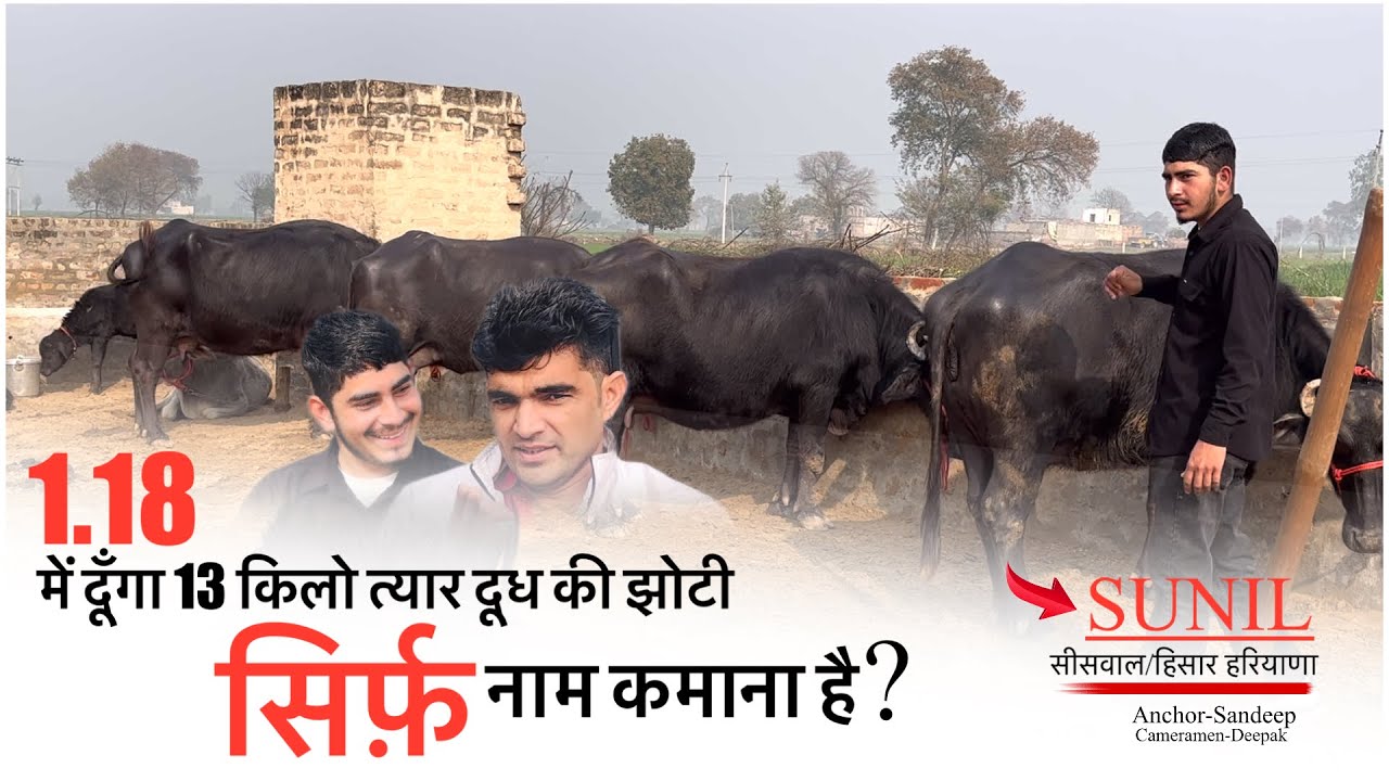 1.18 में दूँगा त्यार दूध की झोटी || सिर्फ़ नाम कमाना है || SUNIL SISWAL HISAR HARIYANA ||