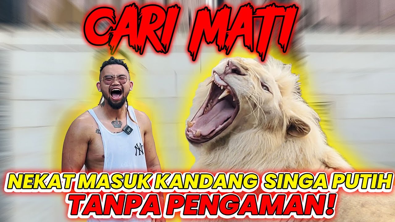 BERBAHAYA! CARI MATINEKAT MASUK KANDANG SINGA PUTIH TANPA PENGAMAN! #AudreyA #KINGOFTHEJUNGLE