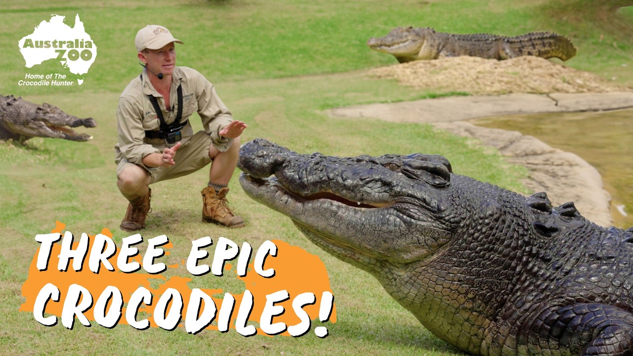 Epic croc action…times 3! | Australia Zoo Life