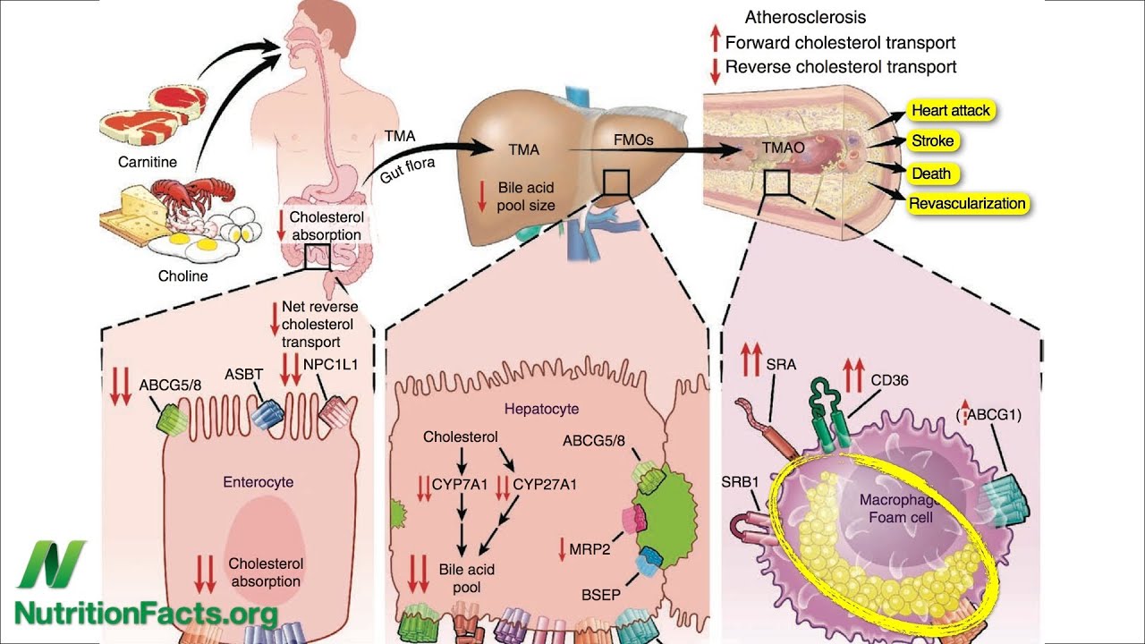 Carnitine, Choline, Cancer and Cholesterol: The TMAO Connection