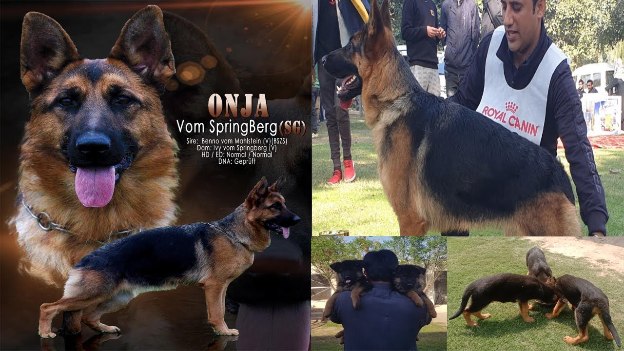 Sarmad German Shepherd Dogs Kennel in Faisalabad | Pedigree And Non Pedigree Dogs and Puppies Info