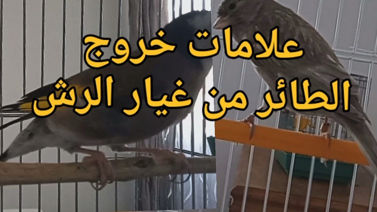كيف تعرف ان طائر في نهاية مرحلة غيار الريش | علامات خروج الطائر من غيار الريش
