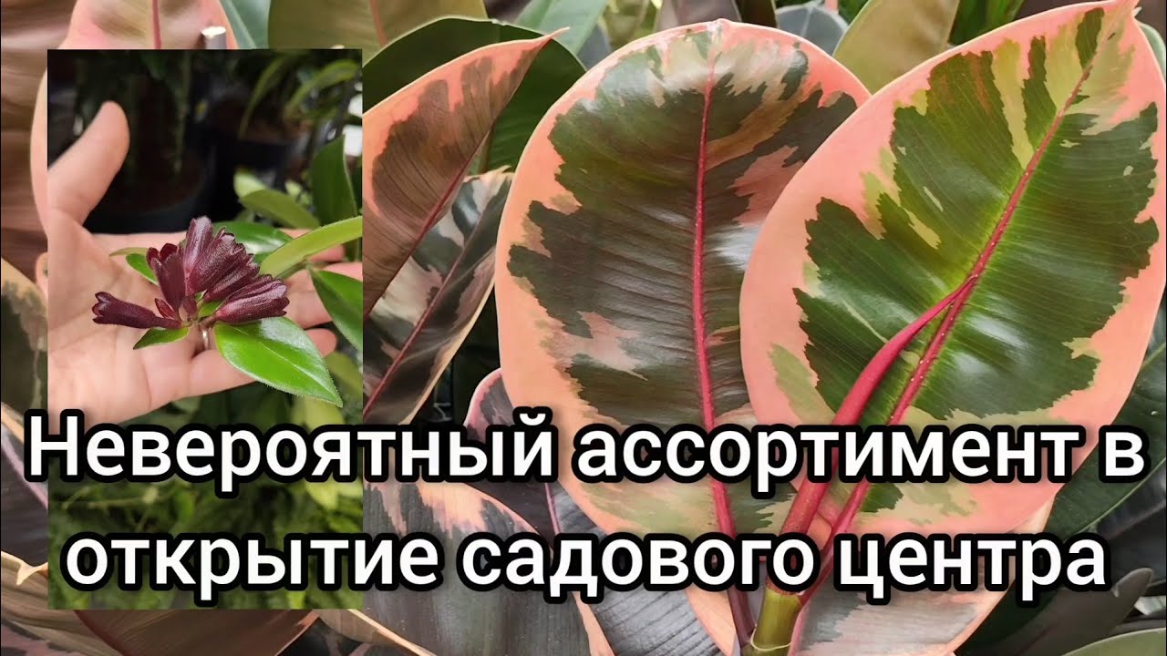 Вновь открылся мой любимый садовый центр!!! #обзоры #plants #garden 