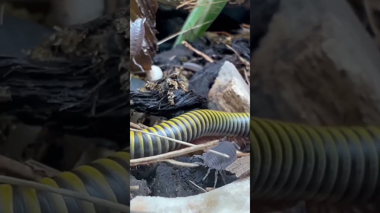 Fascinating Millipede Behavior in Everchanging Tank Environment