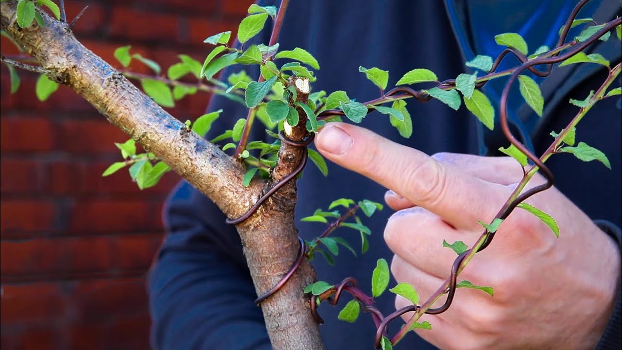 Терн ямадори (Prunus Spinosa)