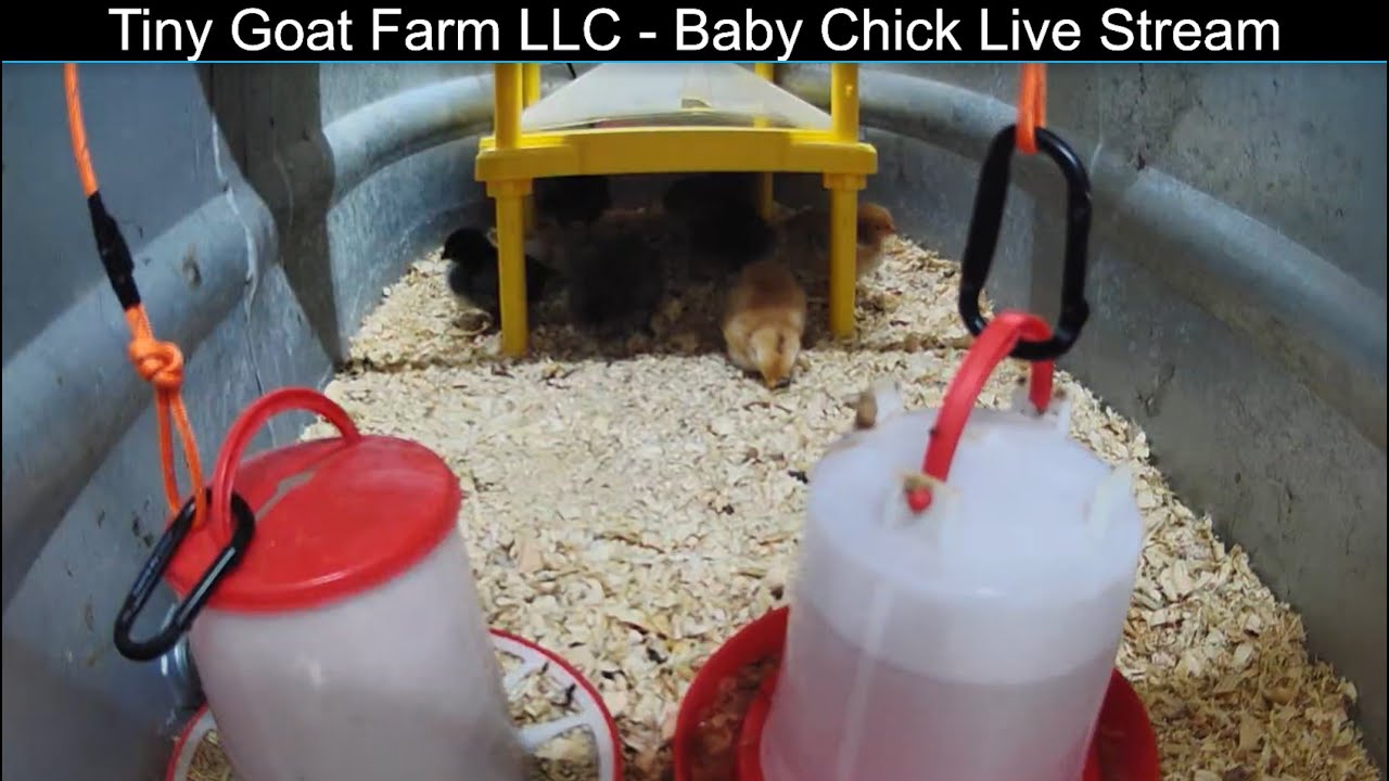 Tiny Goat Farm LLC - Baby Chick Stream