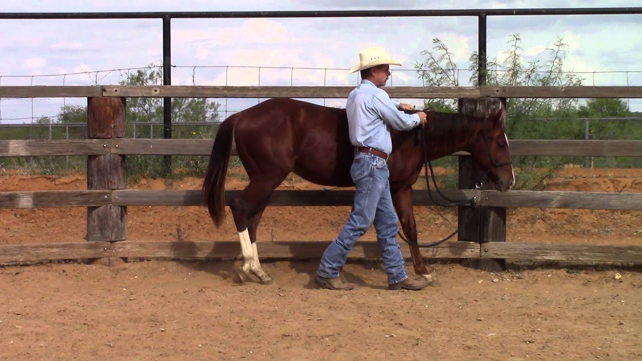 Introducing Neck-Reining to a Yearling