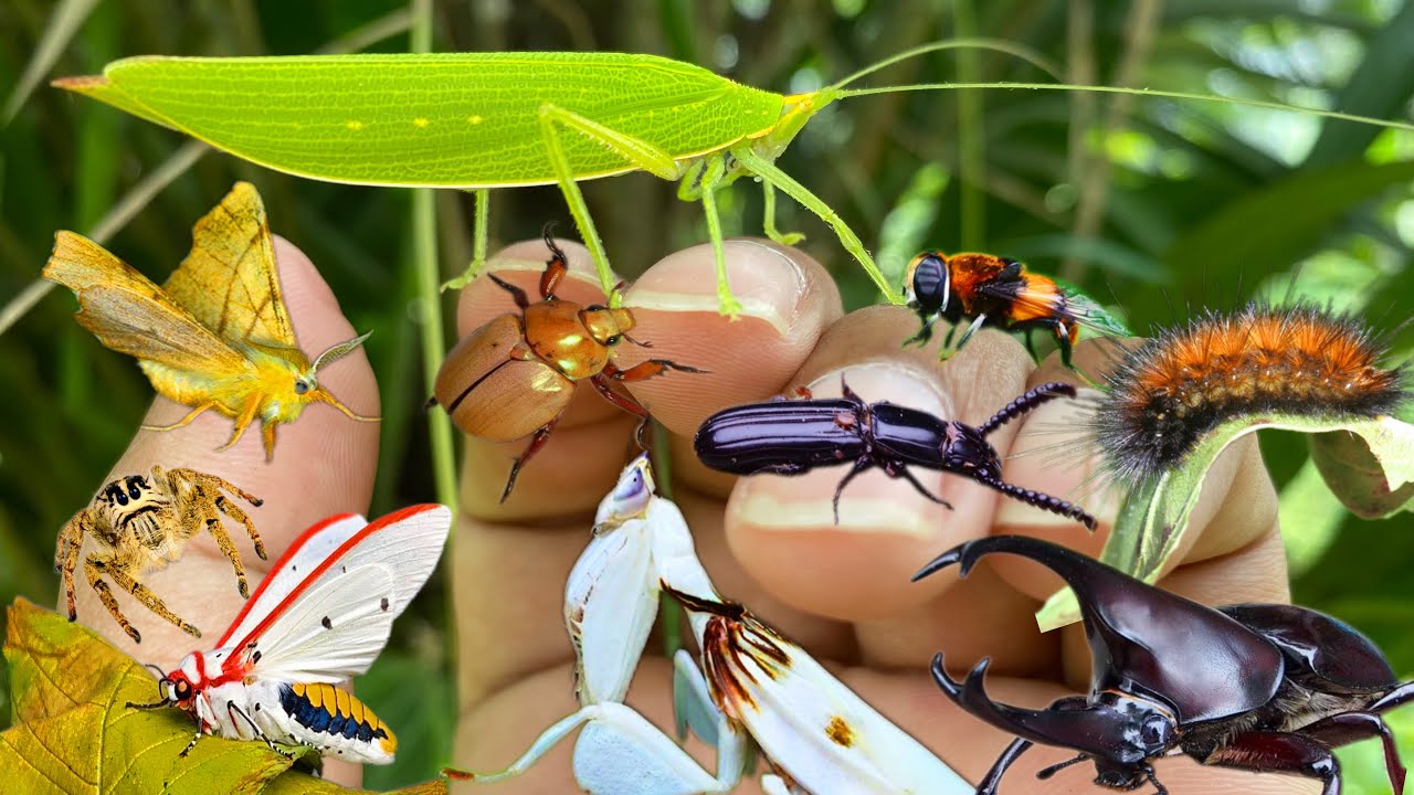 hidden gem:a variety of insects with amazing colors |beetle|orchid mantis|moth|katydid|caterpillar