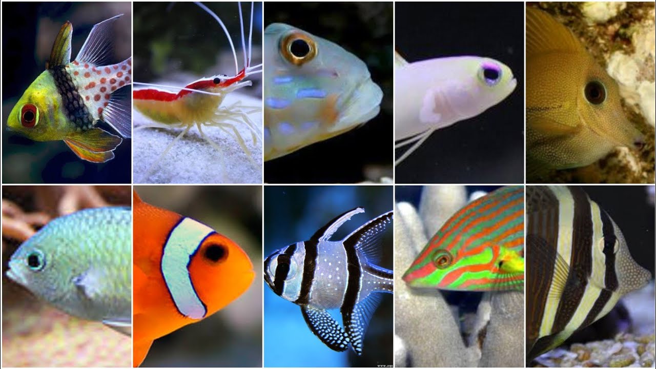 PECES MARINOS PARA PRINCIPIANTES🐠🐠🐟🐡🐟🐡