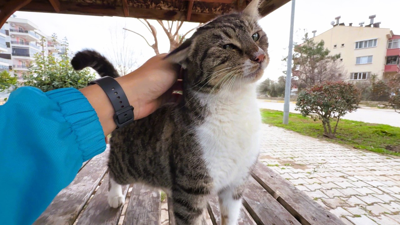 Sweet Tabby Cat Asking for Cuddles
