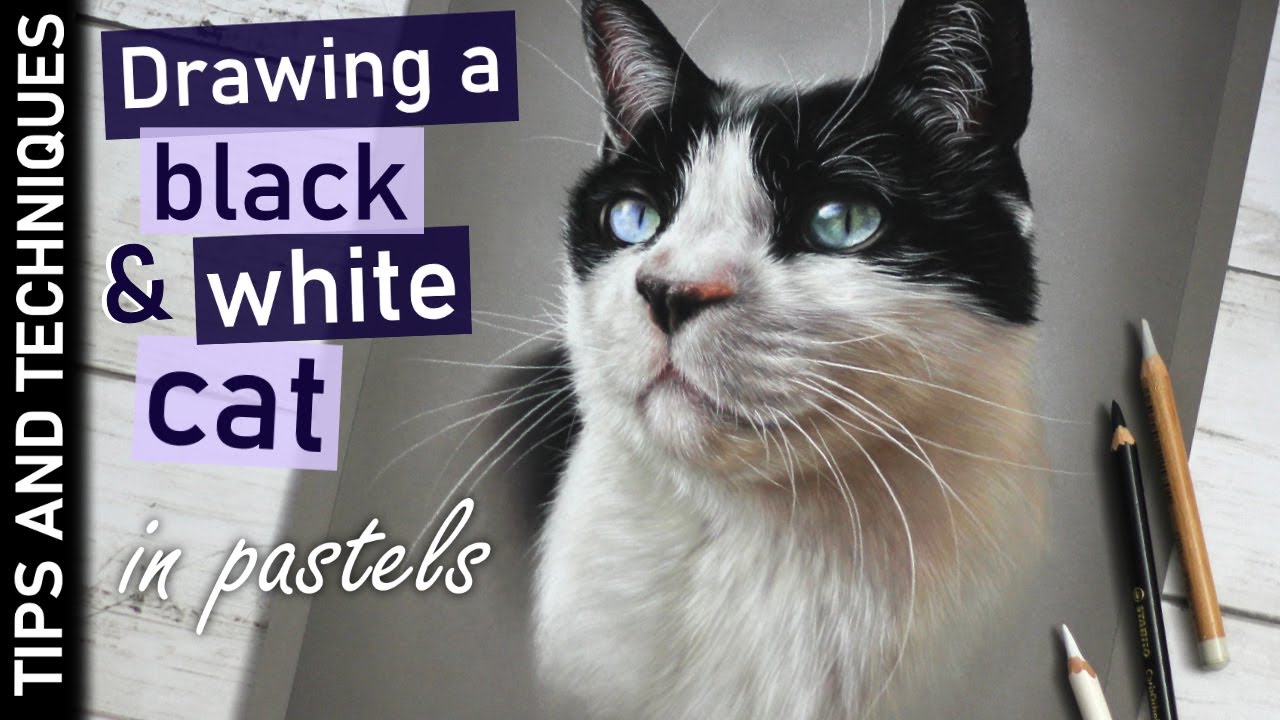 Drawing a black & white cat in pastels | Tips for drawing fur