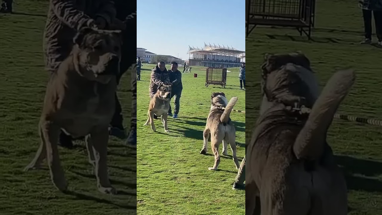 Dangerous Dog Fight 🦮🤯 