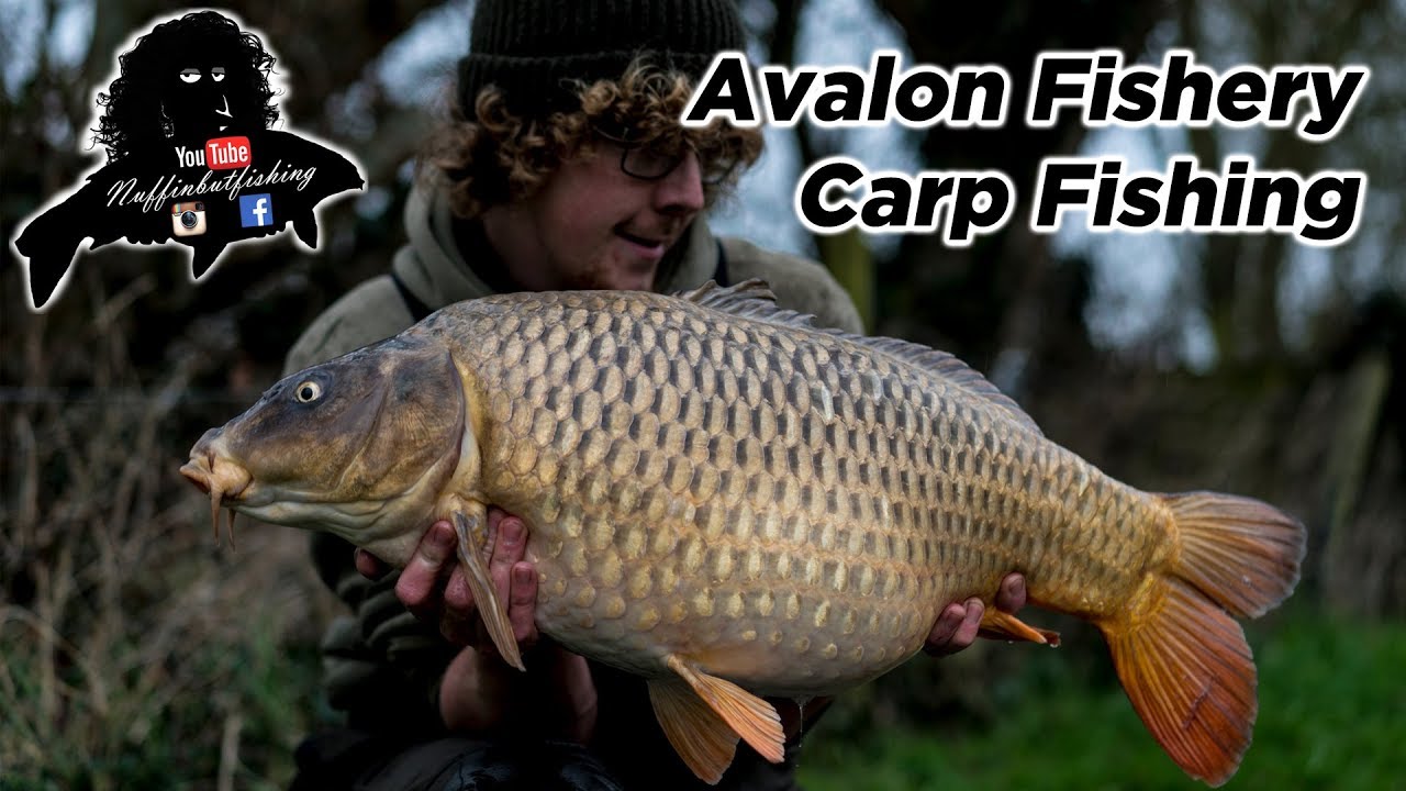 Avalon Fishery Carp Fishing